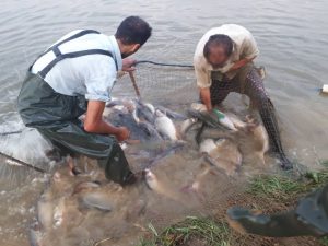 اولین مرحله صید ماهی در شرکت تابعه پگاه